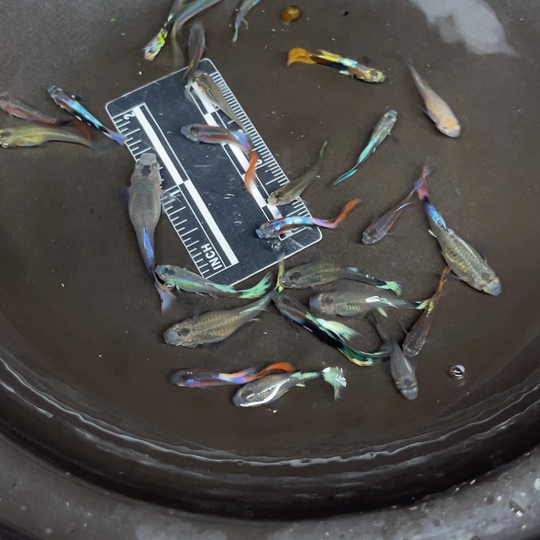 蓝鲨11号哈哈哈哈哈哈