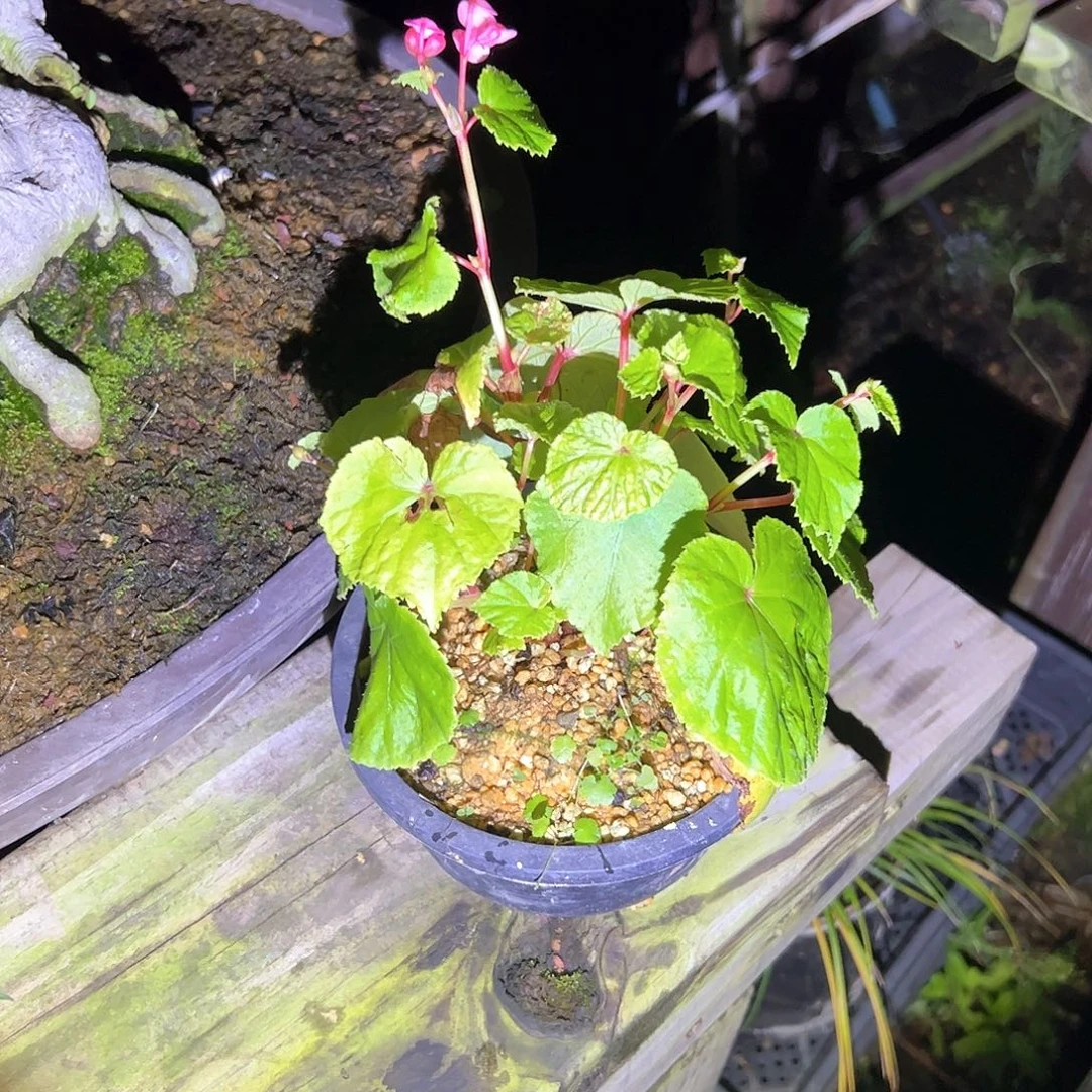 无***敌无花朵盆景不包邮