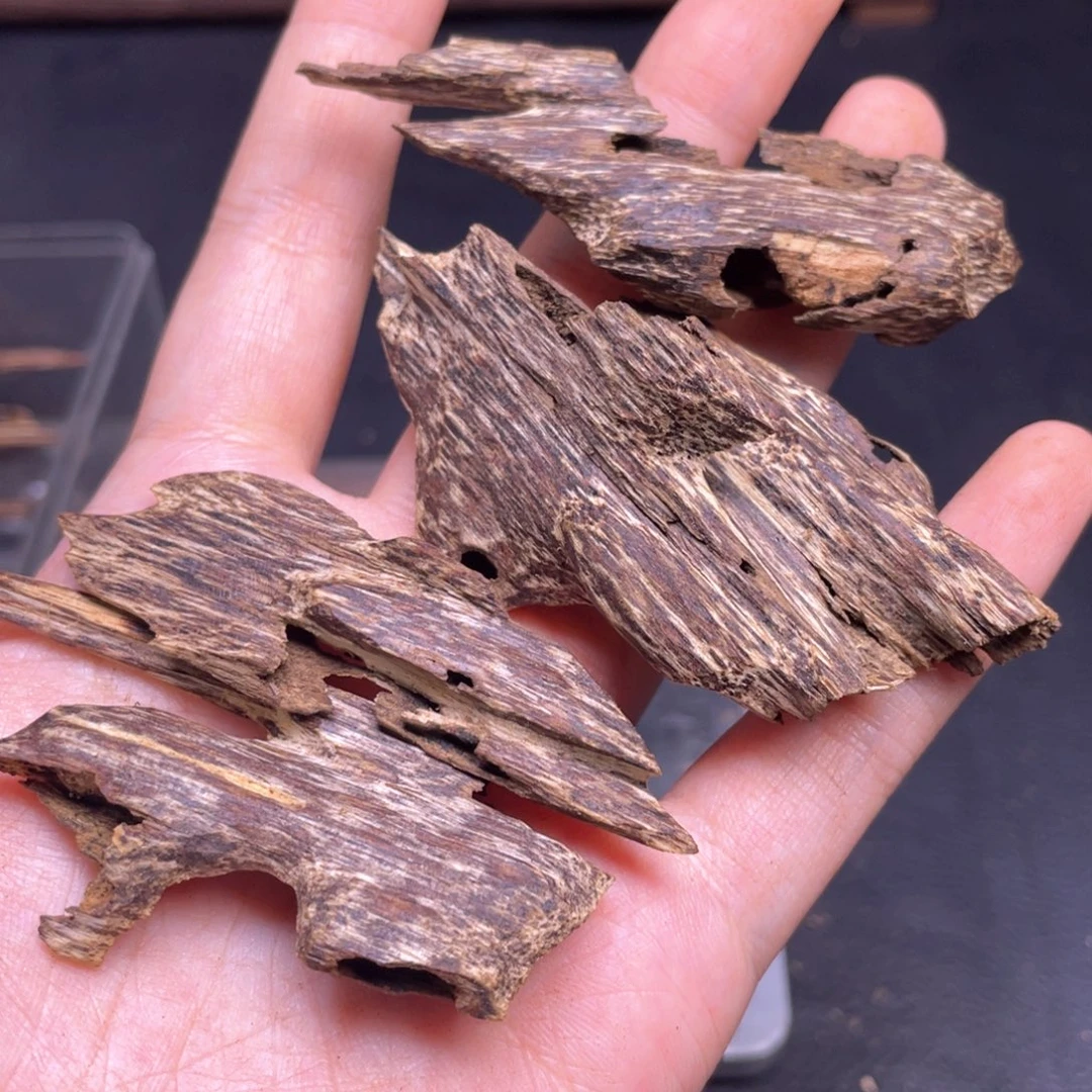 香榧木10克海南树心虫漏