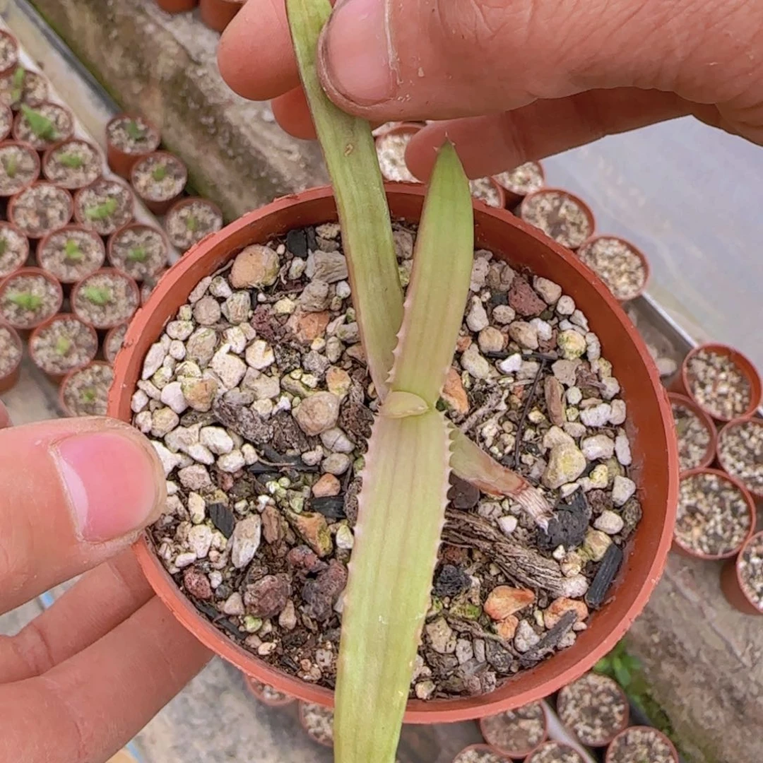 ?****人块根植物块根植物块根植物