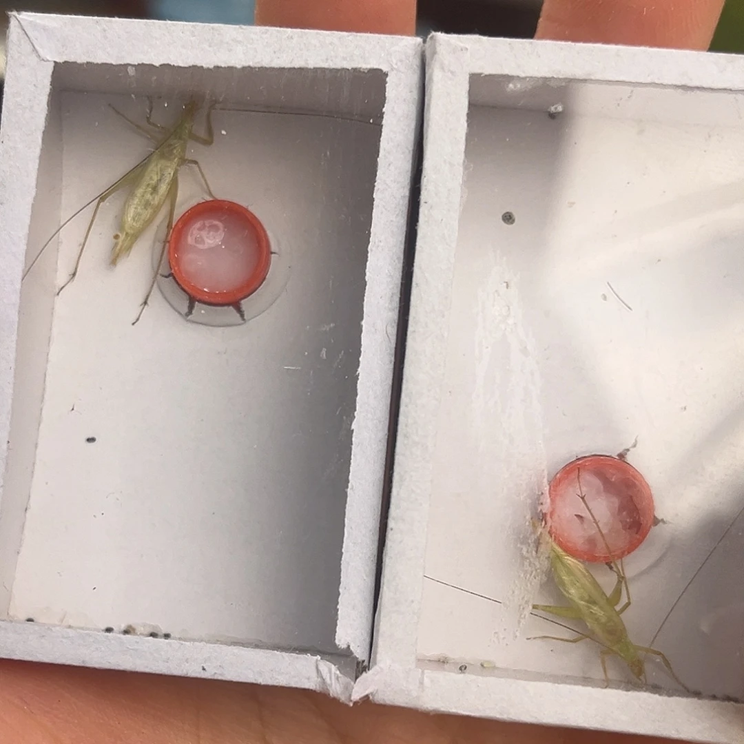 2条全品天水黑青哈