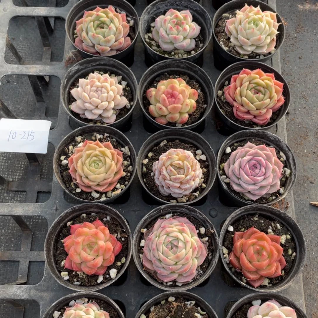 一物一拍18颗10-215