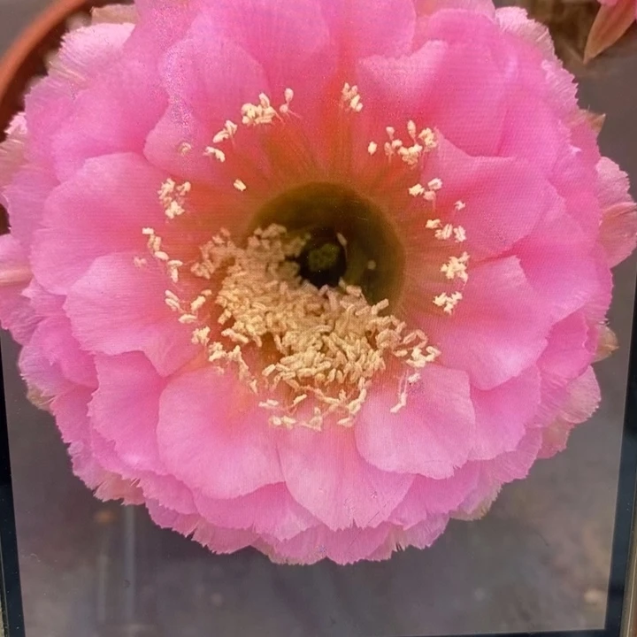 彩草19号侧芽3公分左右