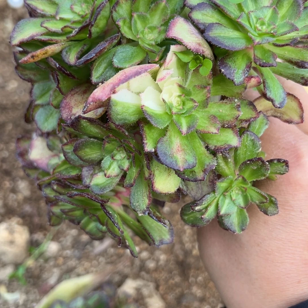 118海王七彩多肉糯柔