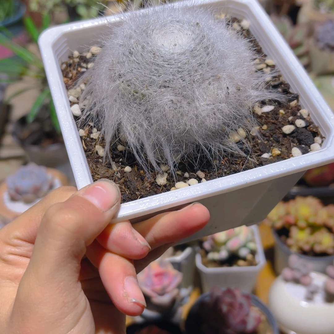 长毛雪猿新疆包邮