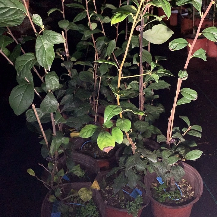 完全开放菩提36.8