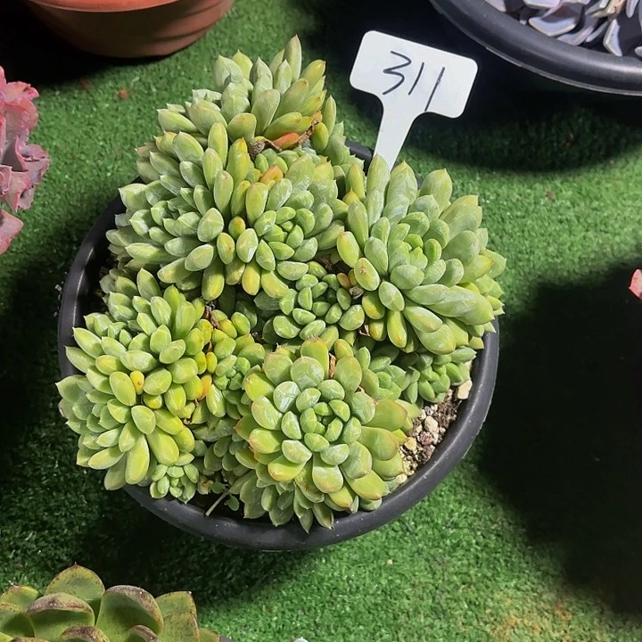 L***Z丽娟花卉百达翡翠群