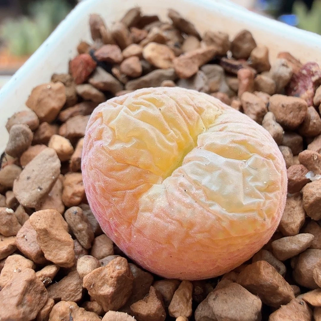 2.11.6/翠光/多肉植物