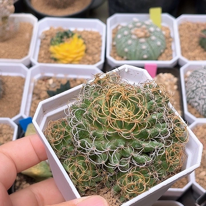 无花朵曲刺琴丝一颗