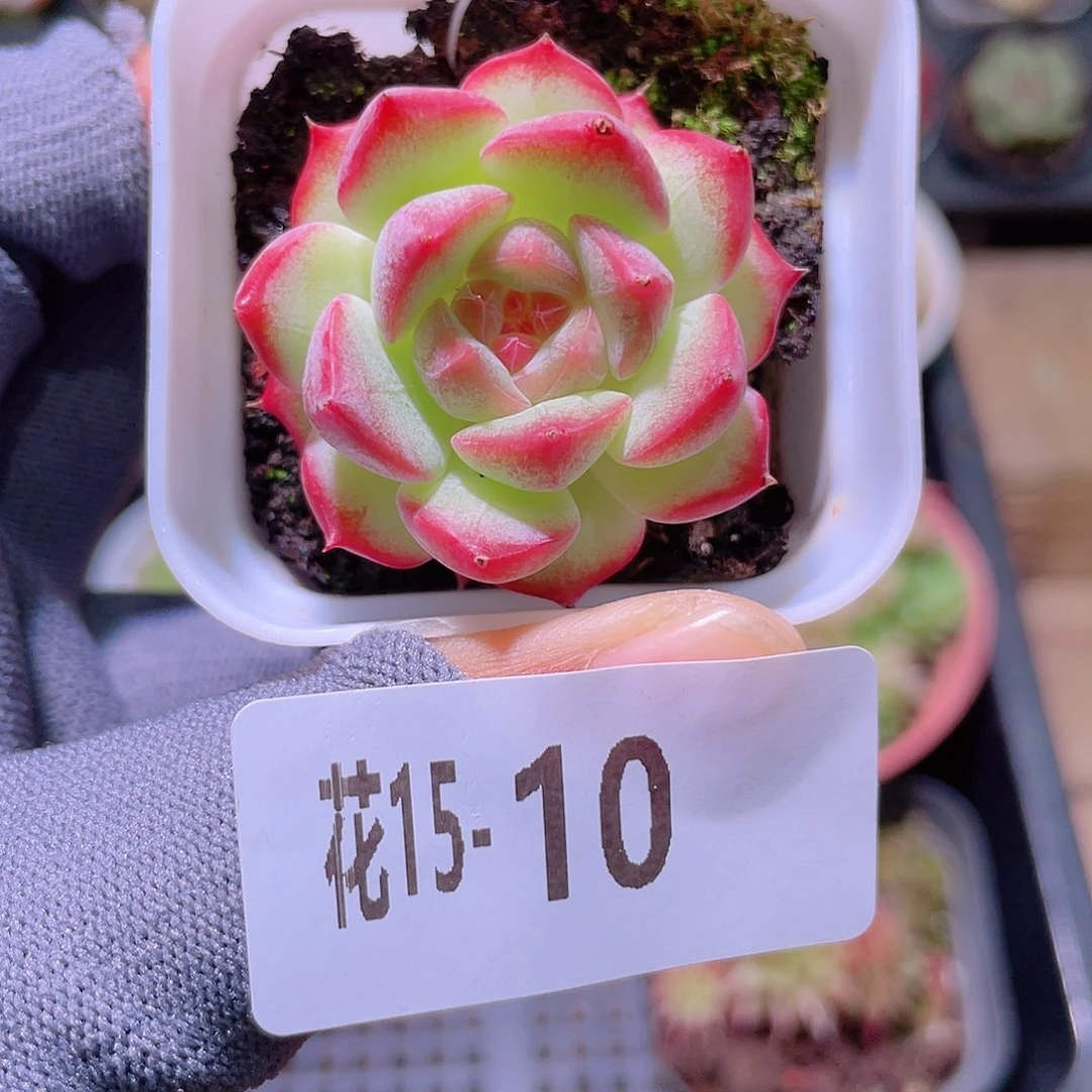 花利美15-10新品