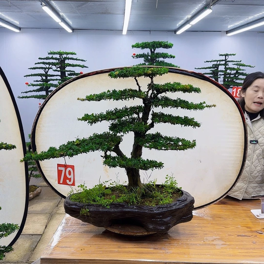 无花朵盆景直播间一物一拍