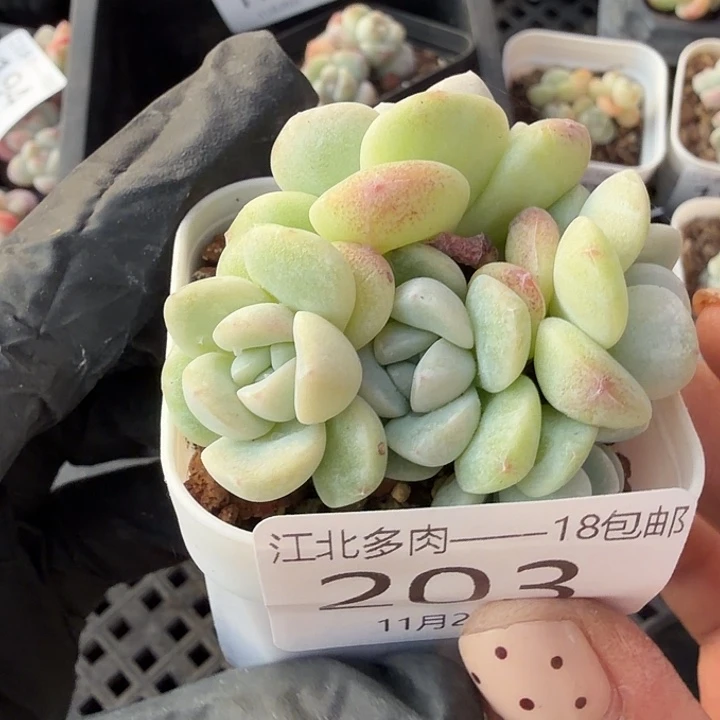 203 号到手1框江北多肉