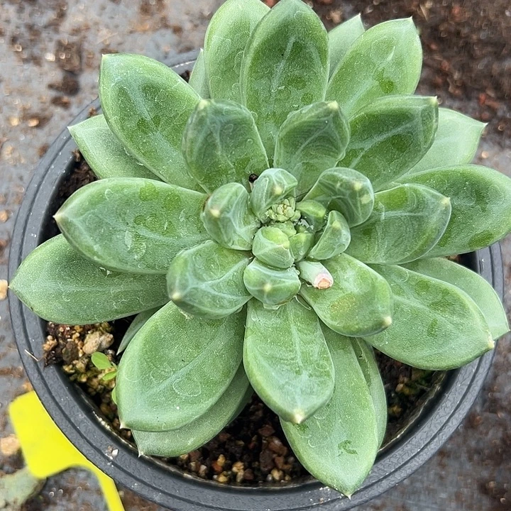 美人大单头一物一拍