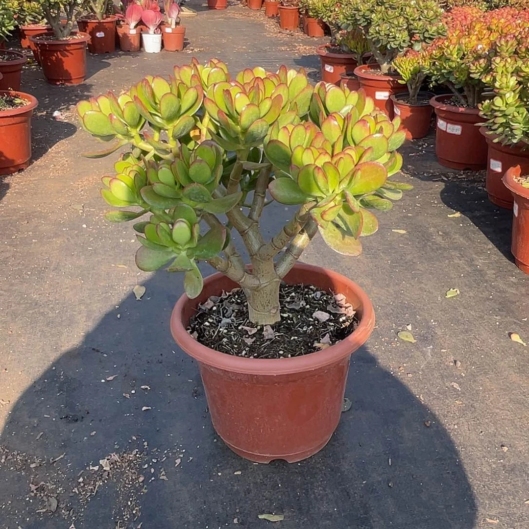 4年大叶姬红带土球发货