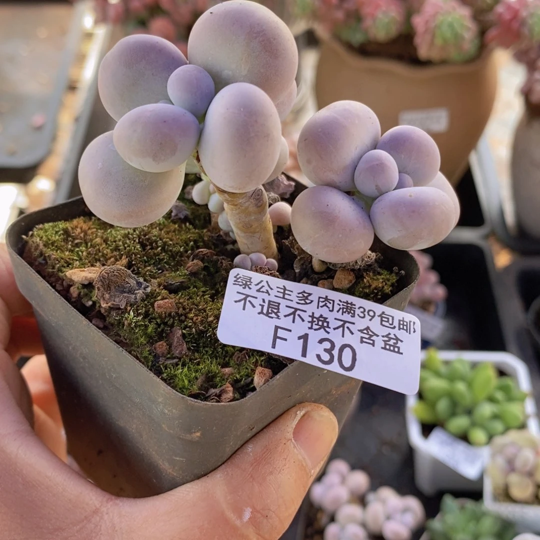 芭比奶洛6cm130多肉