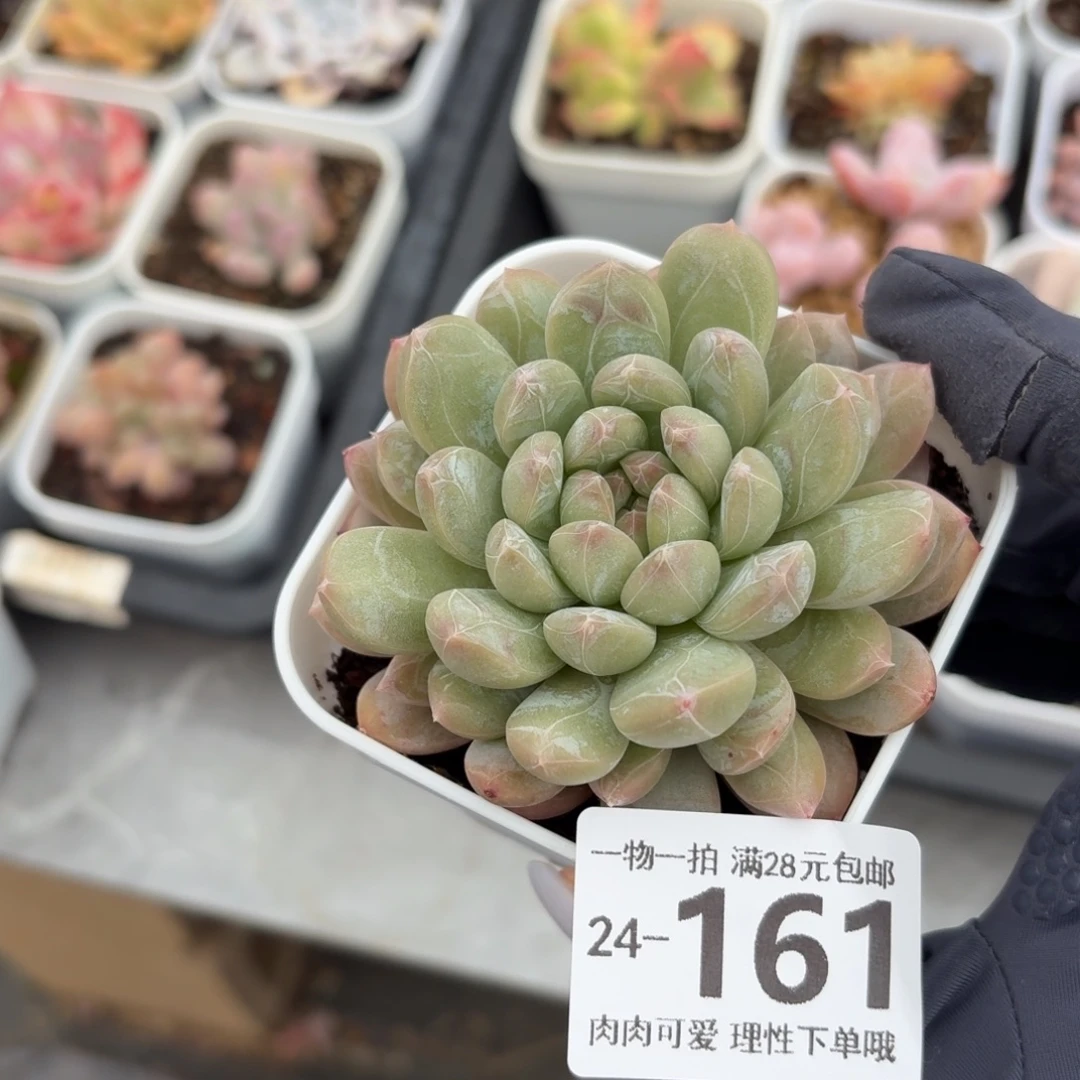 百达翡翠无盆土发货