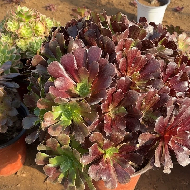 多肉植物欧若拉08