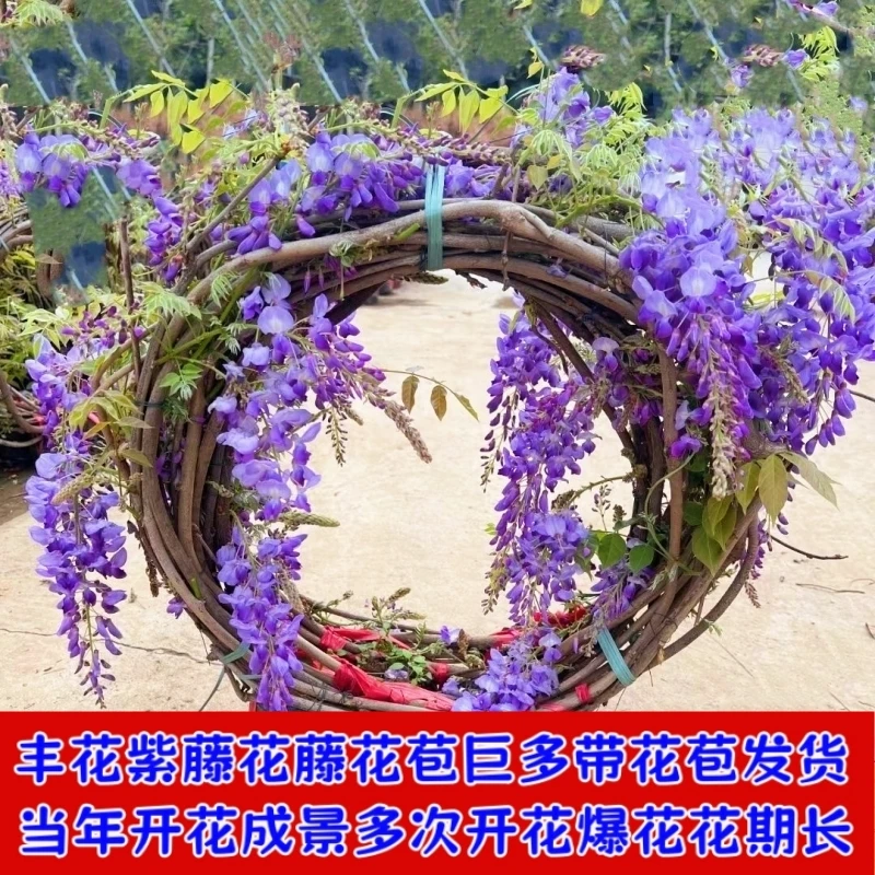 丰花紫藤花苗超长爬藤植物别墅庭院树苗盆栽耐寒耐热四季开花好养