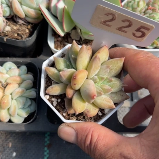 225重楼一物一拍多肉