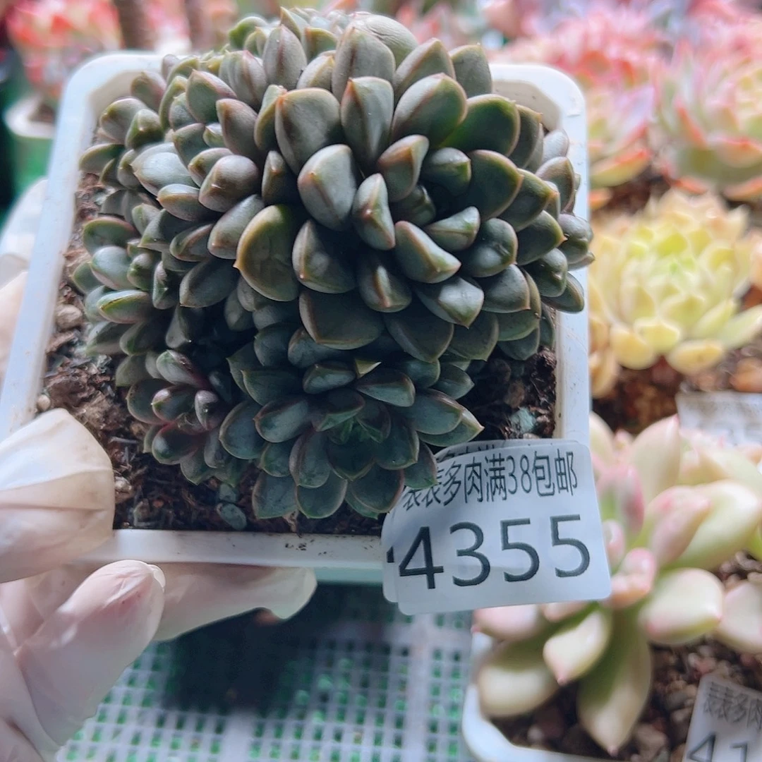无花朵多肉一物一拍植物4355