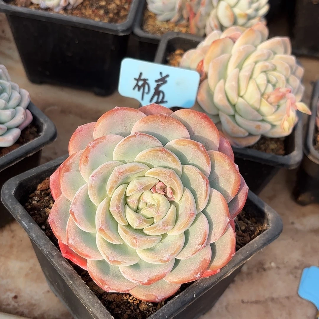 布*布修妹妹的冰玉好看好看