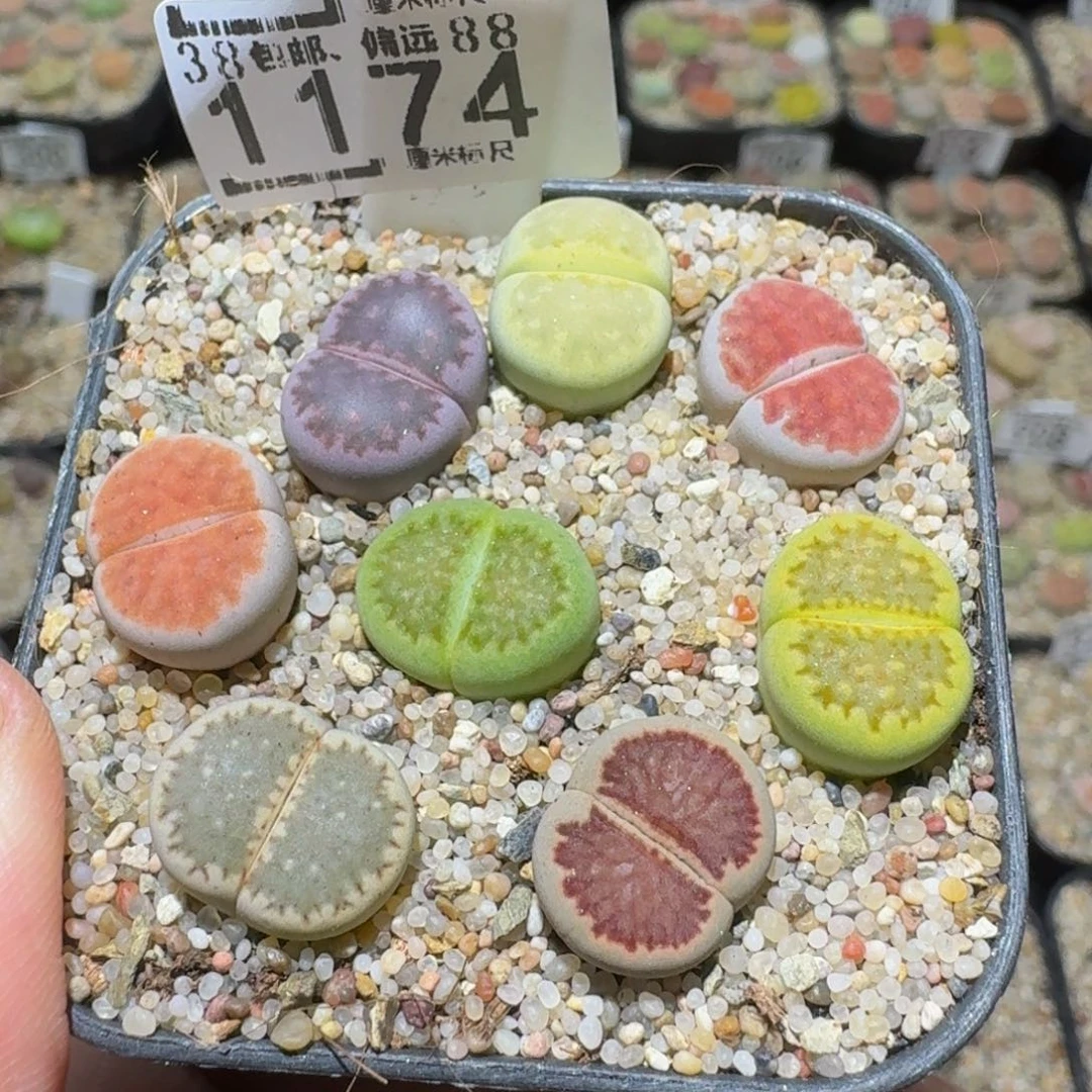 Ssss精品生石花1174