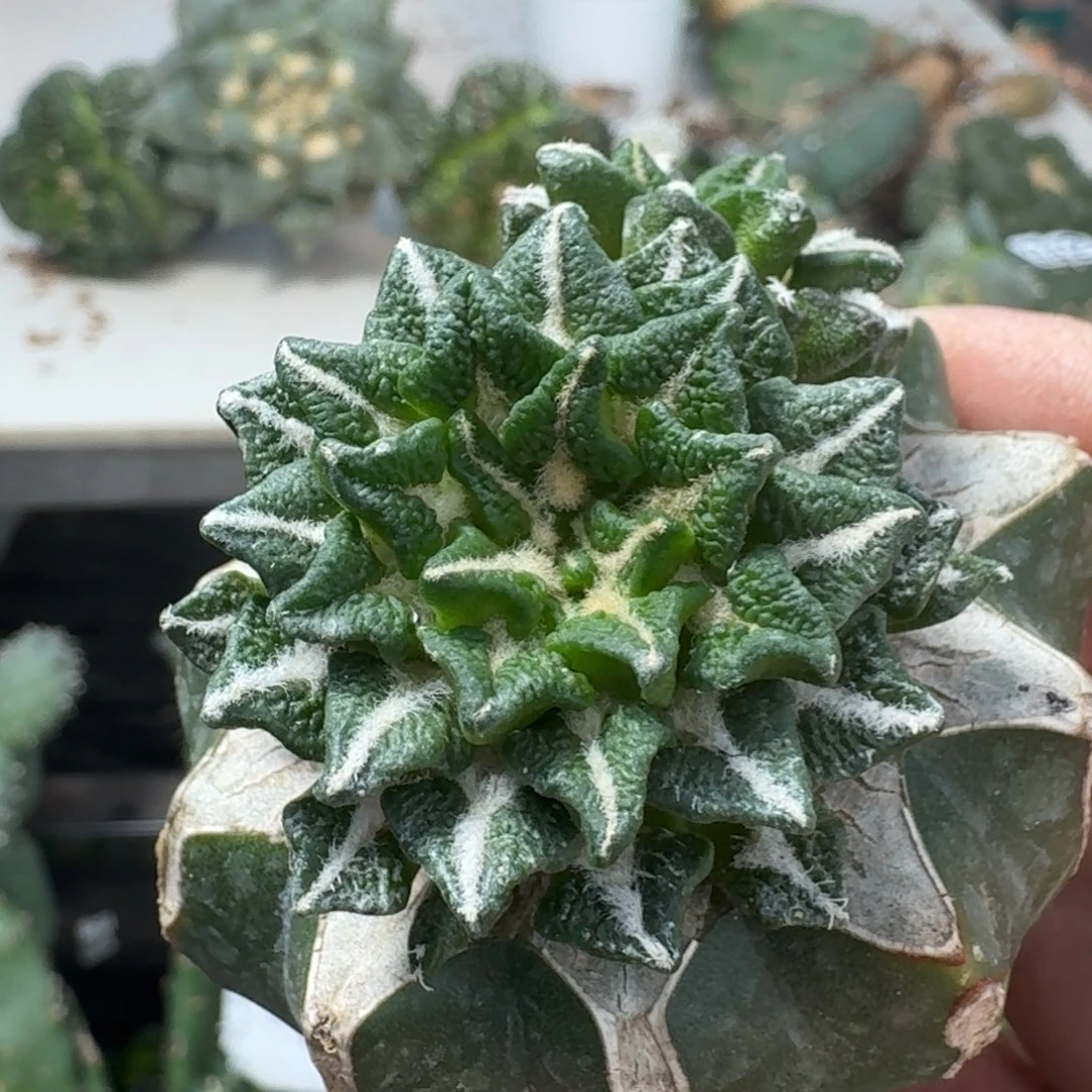 【闪购商品】无花朵晨*黑锦262