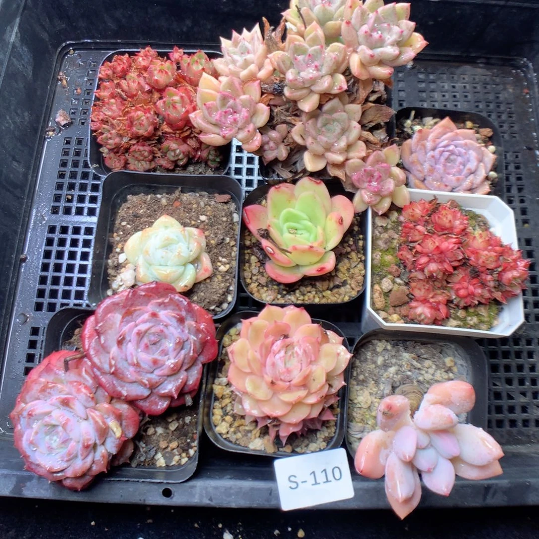 无花朵S110一样一样yyyy