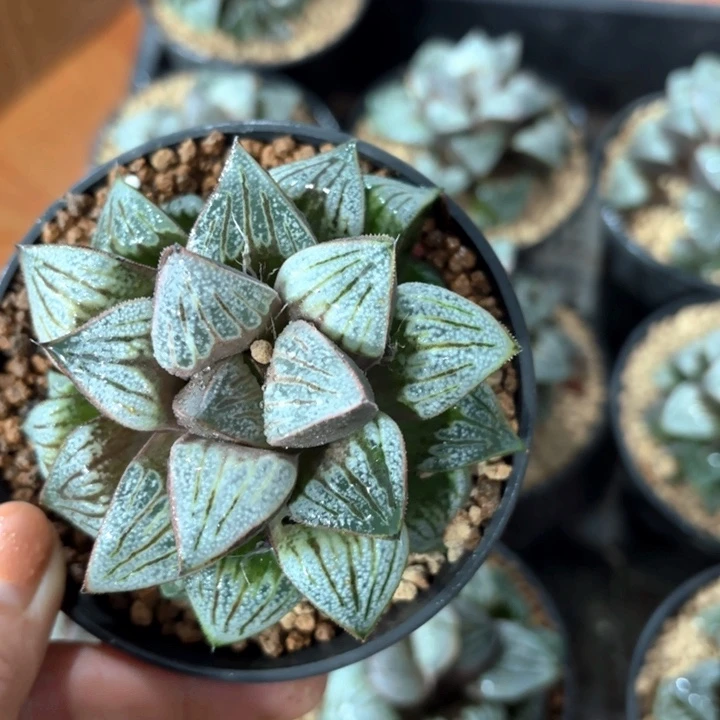 母本青蟹多肉植物