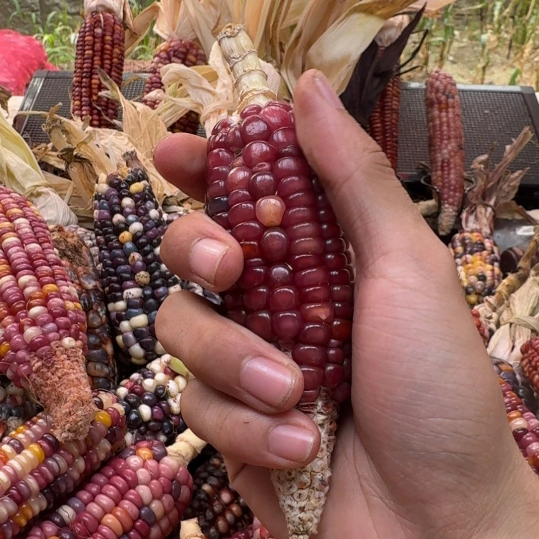 1***2柏香籽/百香籽吊坠