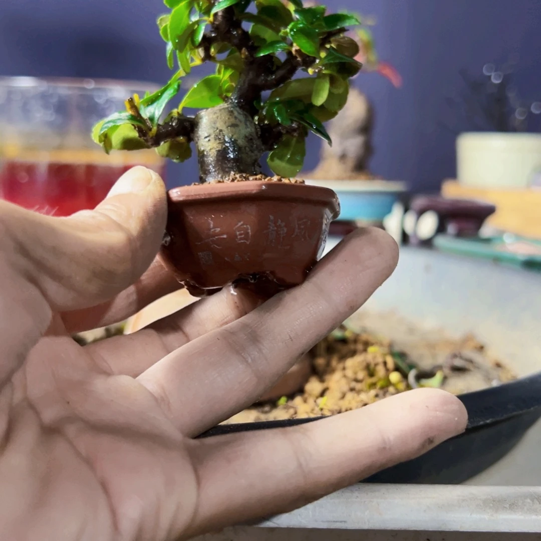 无花朵盆景11111111