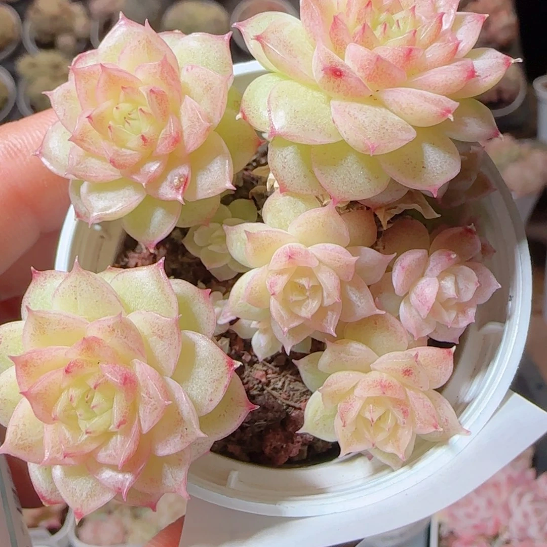 花语多肉1224-19散