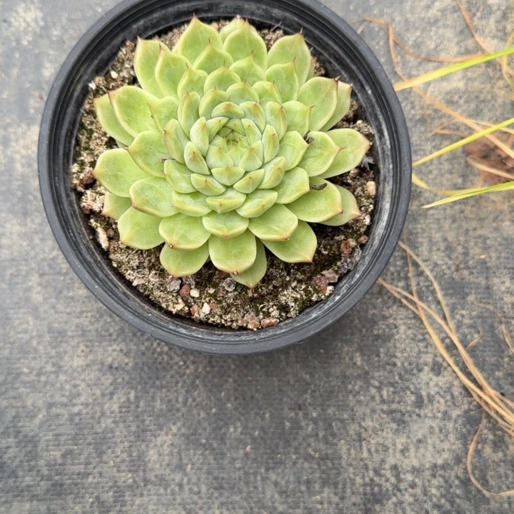 不知名97号多肉植物