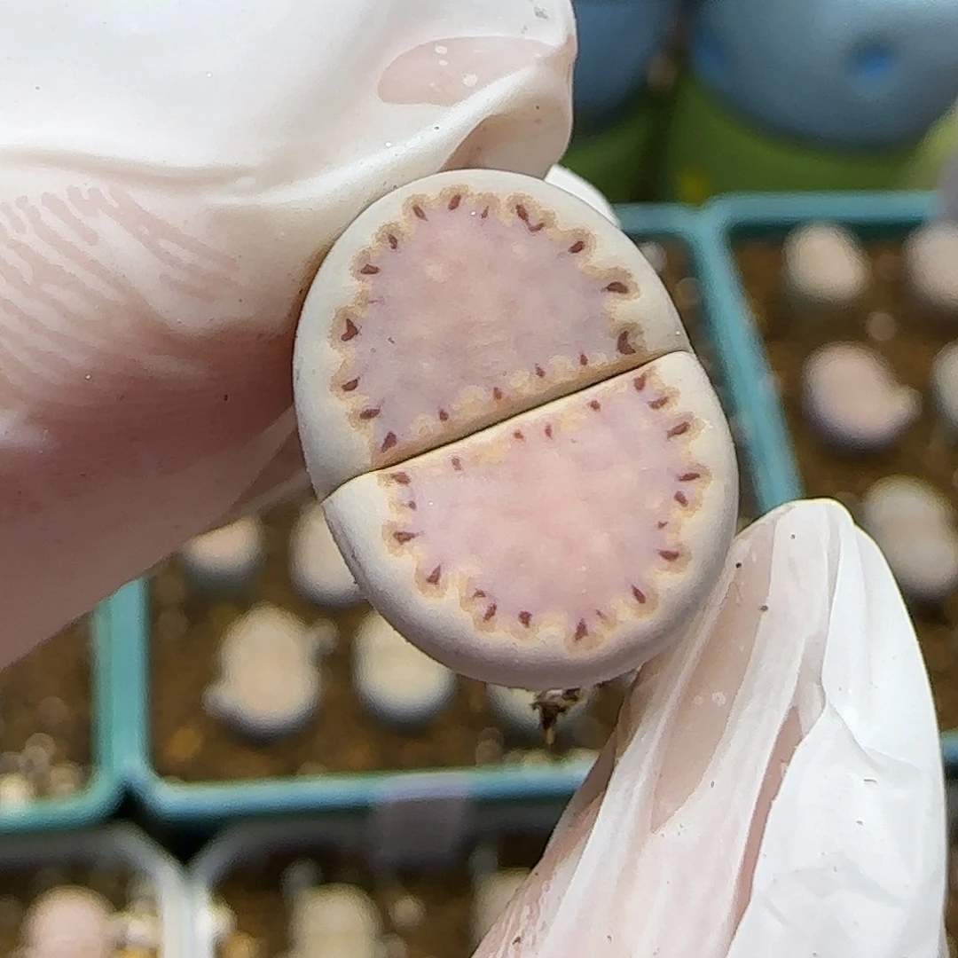 11.23.ken饼干.9019尺寸1.4cm