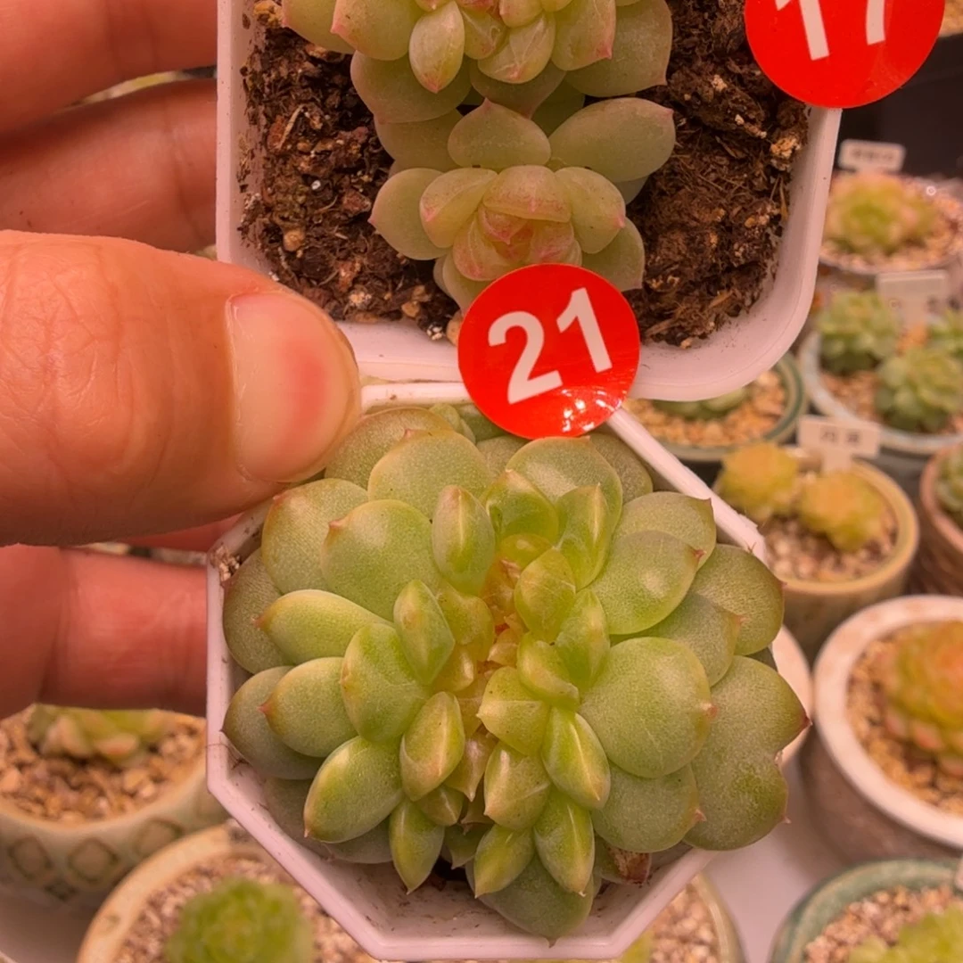 大***子17甜心883、21号甜心暮岛一物一拍