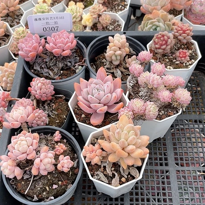 薇薇安园艺多肉0307