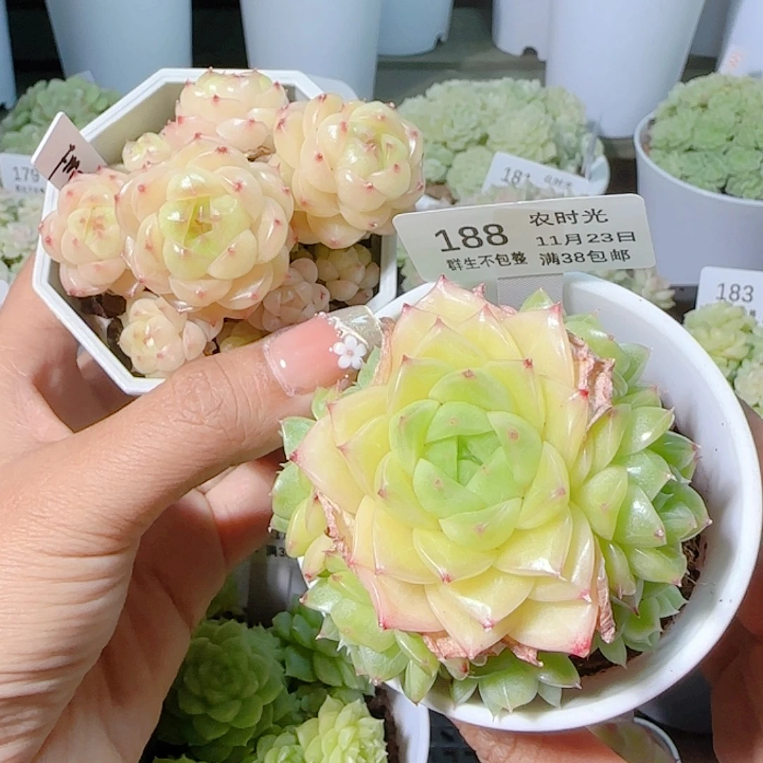 1123-188fm-20-1麦杆