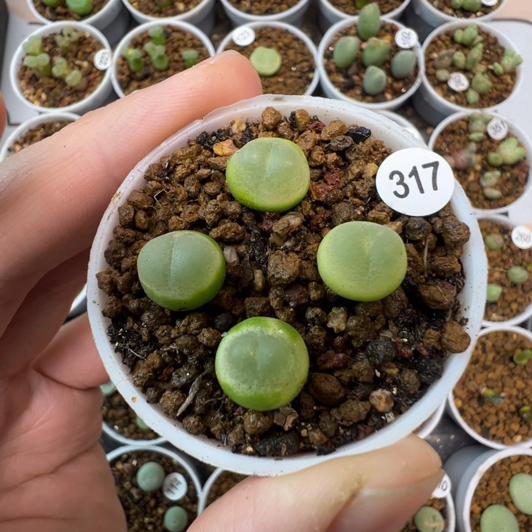 拉登一颗脱土3170000