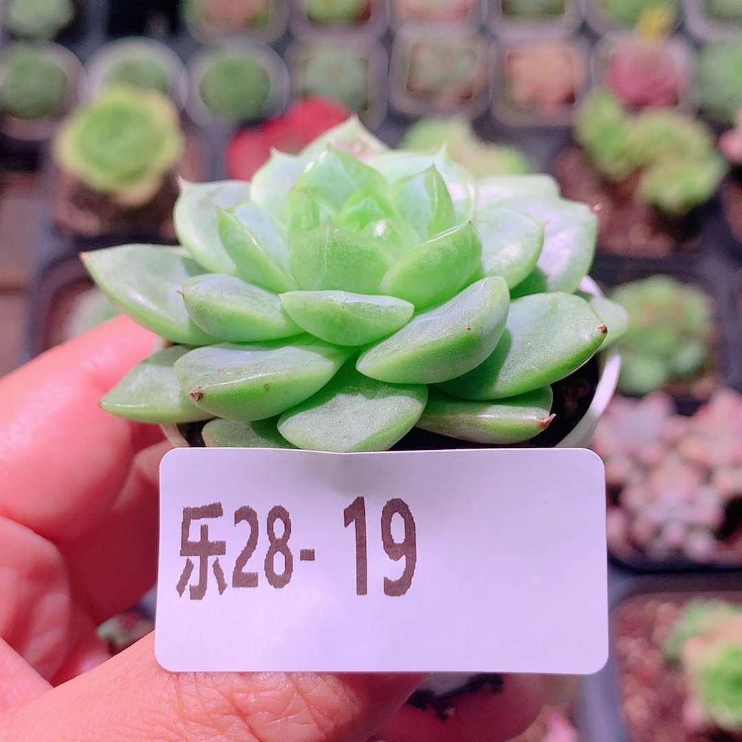 乐然28-19 珍妮新品