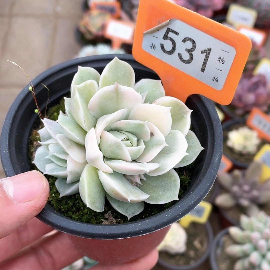 【闪购商品】531号