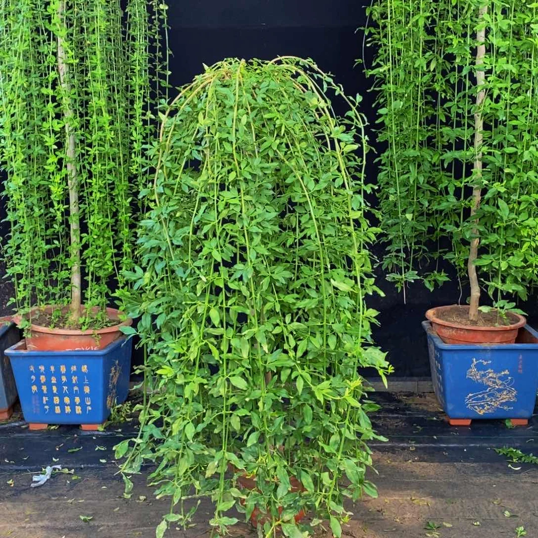 探春花，一物一拍，