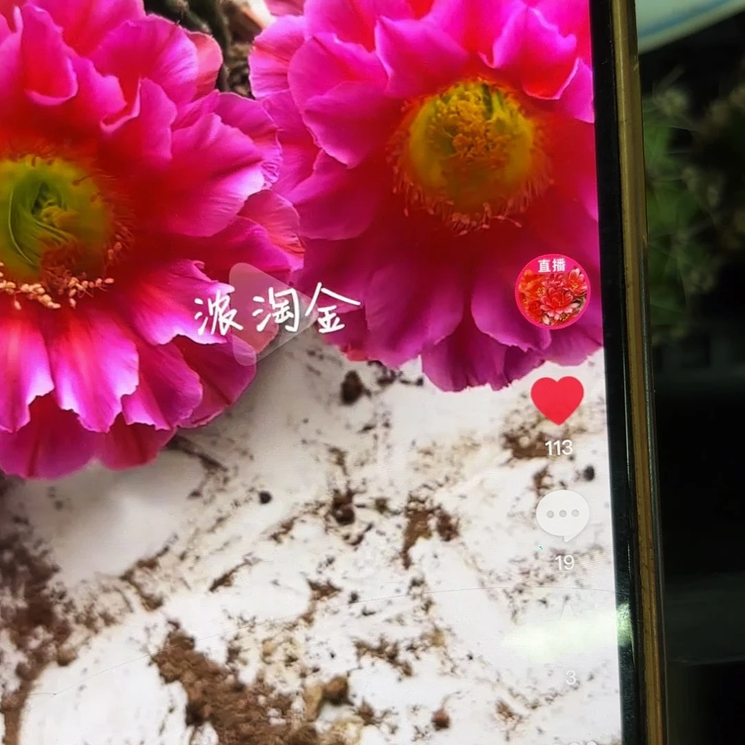 浓桃筋颗側牙20包郵仙人球17