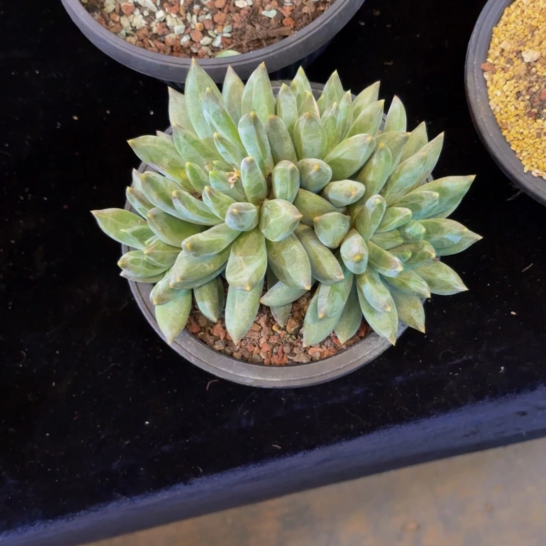 Y**子重楼多肉美美哒的