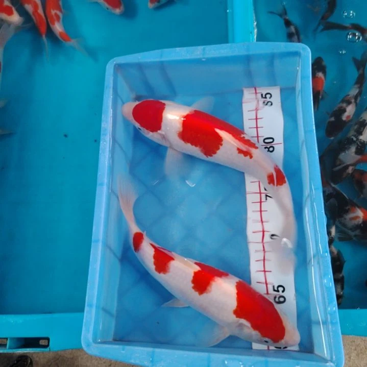 海水鱼顺丰包邮开箱包活1