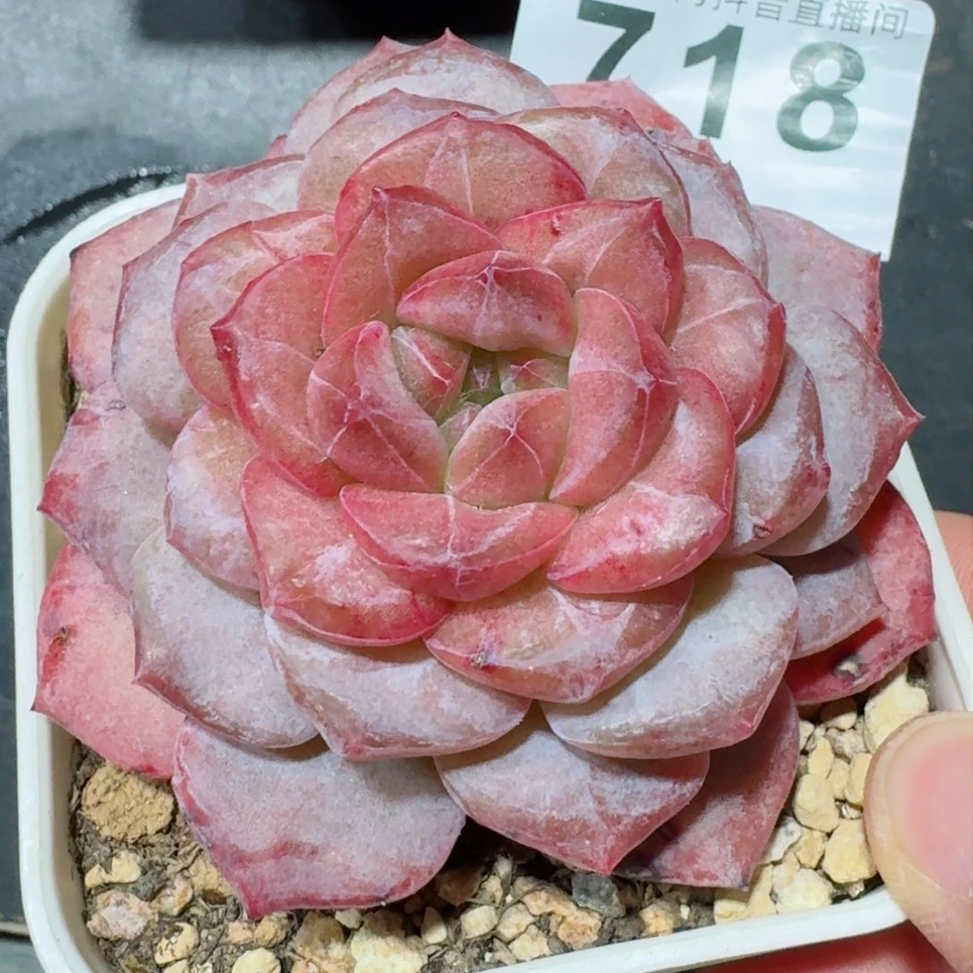 石化冰魄         精品多肉