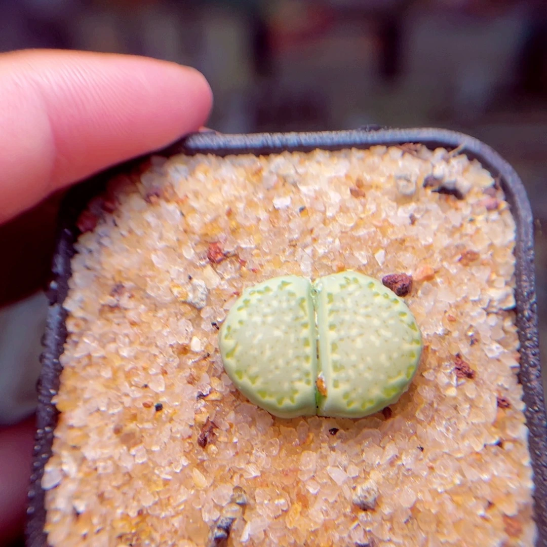 370号带盆包邮发货