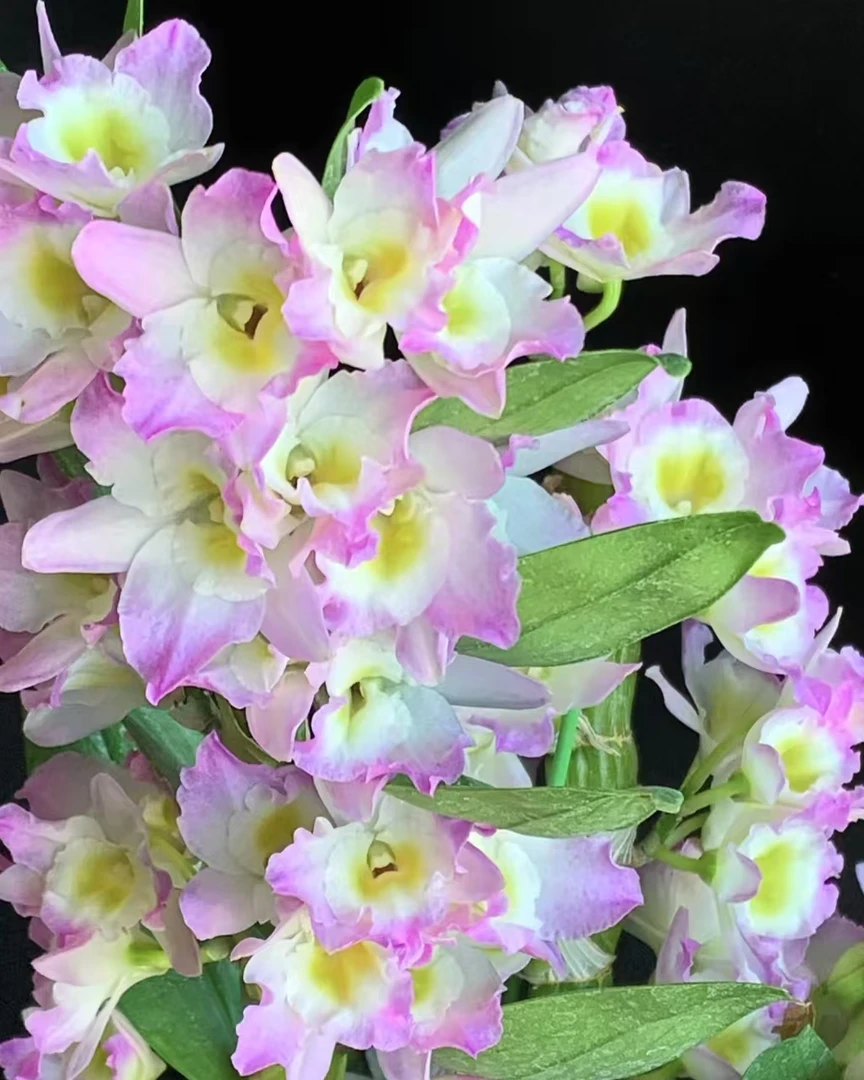 【甜心春石斛】兰花盆栽带花苞爆花机器花期超长好养易活