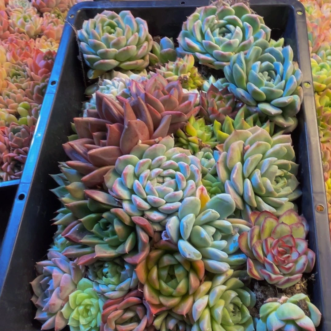 455的人都是这样的吗