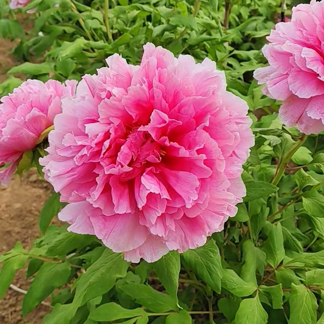 预售:牡丹《圣代》先发资料秋季发货