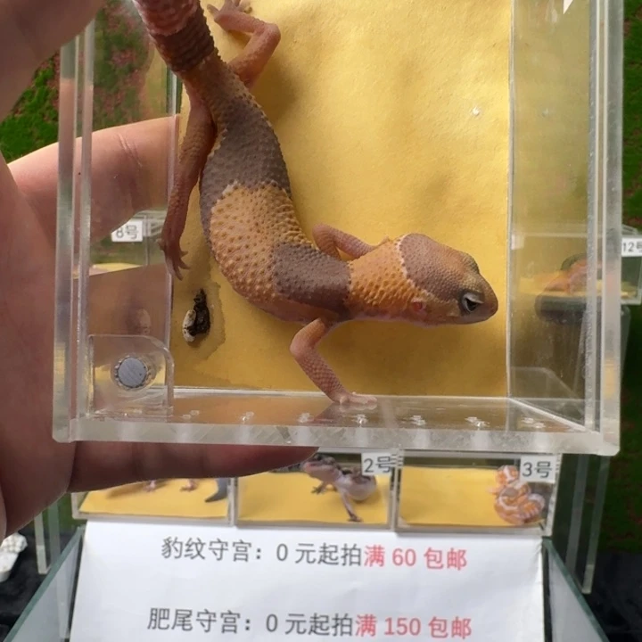 肥尾守宫橘白宝宝弟弟4个月？0元开整！
